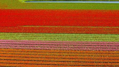 İlkbaharda ampul tarlalarının havadan görünümü, Lisse ve Sassenheim kasabaları arasında yer alan, Zuid-Holland eyaleti, Hollanda