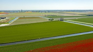 İlkbaharda lale tarlalarının havadan görünümü, Hollanda, Hollanda