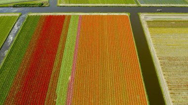 İlkbaharda lale tarlalarının havadan görünümü, Hollanda, Hollanda
