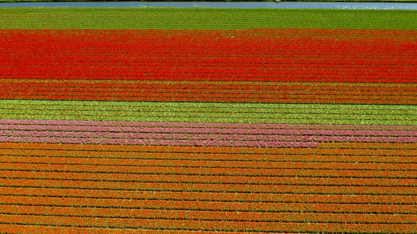 Letecký pohled na tulipánská pole ve jarní době, Holandsko, Nizozemsko — Stock fotografie