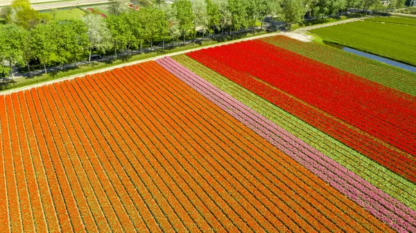 春のチューリップ畑の空中写真、オランダ、オランダ — ストック写真