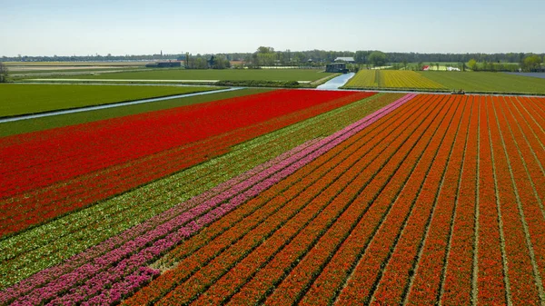 春のチューリップ畑の空中写真、オランダ、オランダ — ストック写真