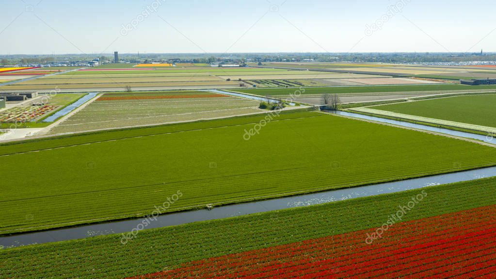 Aerial view of tulip fields in springtime, Holland, the Netherlands