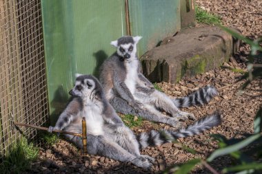 Lemurlar güneşte ürperir, güzel havalarda eğlenir