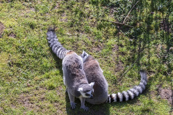 Lemuren chillen in der Sonne, genießen bei gutem Wetter — Stockfoto