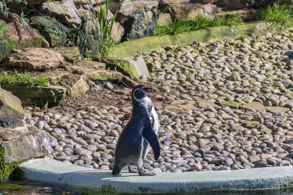 Humboldt penguins at the zoo