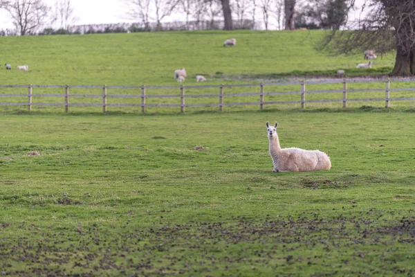 Nádherné Alpacas se toulal po hřišti. — Stock fotografie