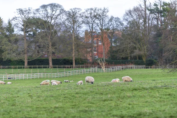 Die schönen Schafe auf dem Feld. — Stockfoto