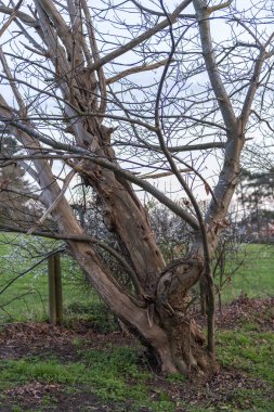 Sonbahar arka plan ile Bush ağacı