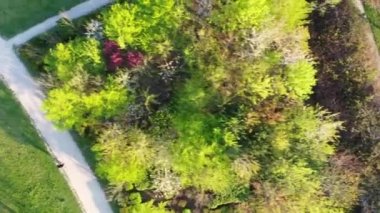 Sunny Summer Park'ta Egzersiz Sırasında Çalışan Sportif Bir Genç Kadın Jogger Havadan Görünümü. Spor ve Sağlıklı Yaşam Tarzı.