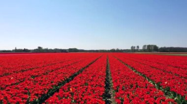 Lale ampulünün havadan görünümü-Springtime, Holland, Hollanda