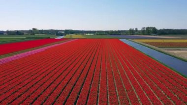 Lale ampulünün havadan görünümü-Springtime, Holland, Hollanda