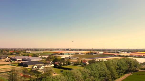 Vista aérea de los campos de bulbos de tulipán en primavera, Holanda, Países Bajos — Vídeo de stock