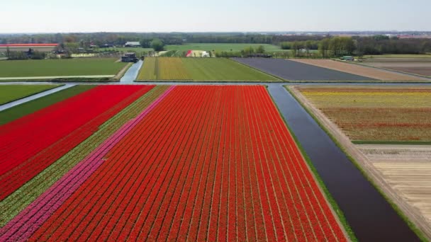 Vista aérea de los campos de bulbos de tulipán en primavera, Holanda, Países Bajos — Vídeos de Stock