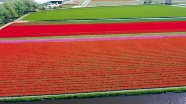 Lale ampulünün havadan görünümü-Springtime, Holland, Hollanda