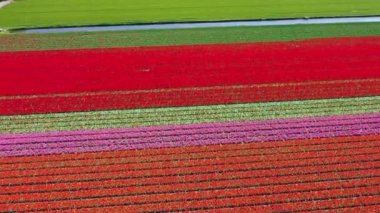 Lale ampulünün havadan görünümü-Springtime, Holland, Hollanda