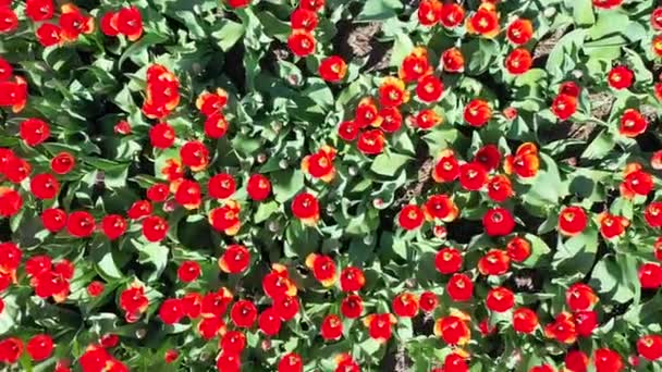 Luftaufnahme von Tulpenzwiebelfeldern im Frühling, Holland, den Niederlanden — Stockvideo