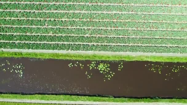 Luchtfoto van tulpenbollen-velden in Springtime, Holland, Nederland — Stockvideo