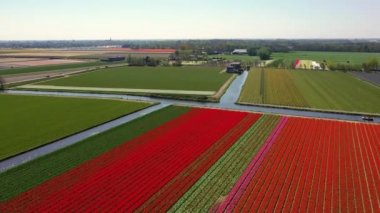 Lale ampulünün havadan görünümü-Springtime, Holland, Hollanda