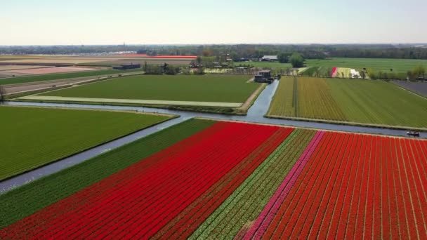 Εναέρια θέα του λαμπτήρα τουλίπας-χωράφια την άνοιξη, Ολλανδία, Ολλανδία — Αρχείο Βίντεο