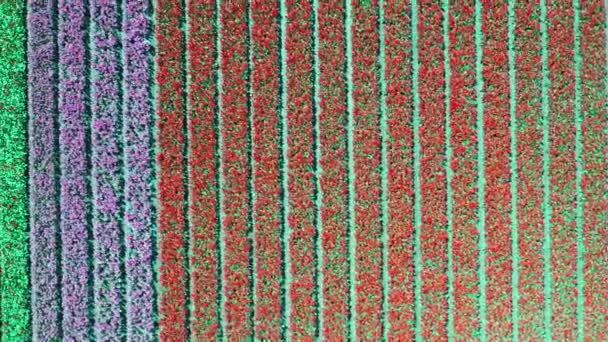 Vista aérea de los campos de bulbos de tulipán en primavera, Holanda, Países Bajos — Vídeos de Stock