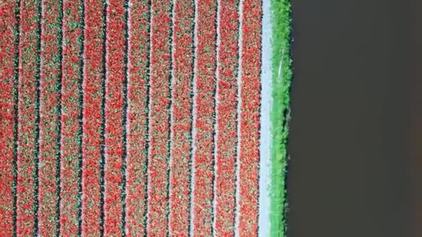 春のチューリップ球根畑の航空写真、オランダ、オランダ — ストック動画
