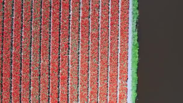 Vista aérea dos campos de lâmpadas de tulipas na primavera, Holanda, Países Baixos — Vídeo de Stock