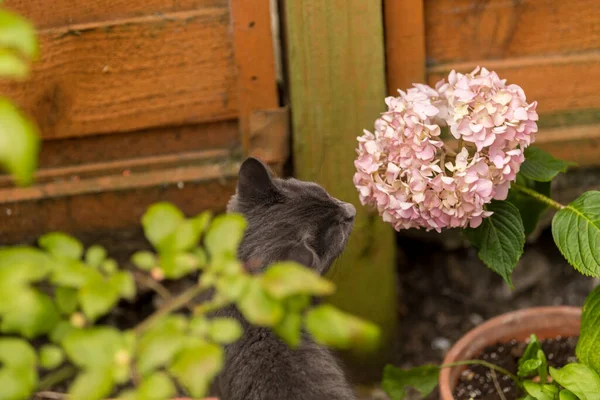 Petit chaton renifle fleur et herbe — Photo