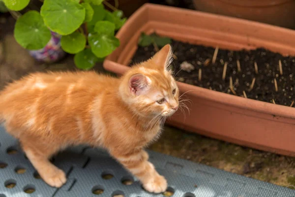 Klein roodharig katje speelt in de tuin — Stockfoto