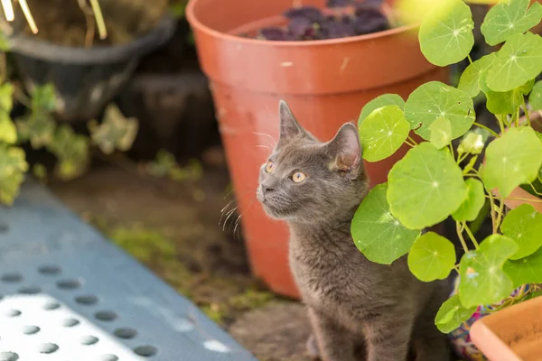 Chat gris jouant dans le jardin arrière. Mise au point superficielle, fond flou. Le chat court après les mouches — Photo