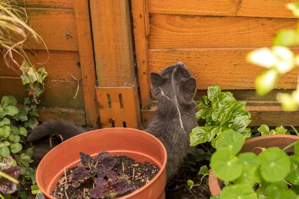 Gatto grigio che gioca nel giardino sul retro. Concentrazione superficiale, sfondo sfocato. Gatto sta inseguendo le mosche — Foto Stock