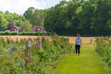 Genç bir kadın Sevenoaks 'taki tarladan taze ahududu topluyor Kent.