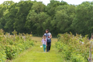 Genç bayan ve kızı Sevenoaks, Kent tarlasında taze çiftlik ahududu topluyor.