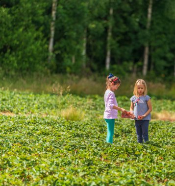 İki küçük kız Sevenoaks 'taki tarladan taze ahududu topluyor, Kent.
