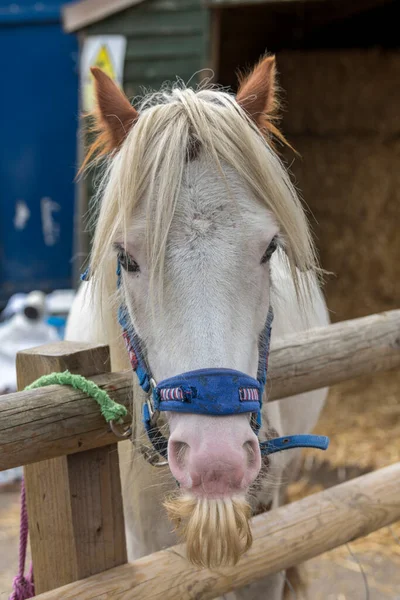 Μια σφαίρα στο κεφάλι ενός Welsh Cob επιβήτορα κοιτάζοντας πάνω από ένα φράχτη. — Φωτογραφία Αρχείου