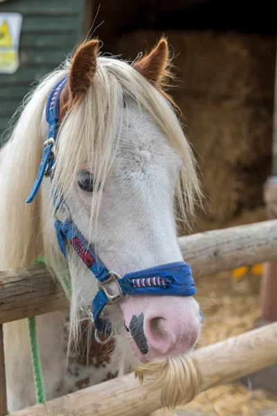 Μια σφαίρα στο κεφάλι ενός Welsh Cob επιβήτορα κοιτάζοντας πάνω από ένα φράχτη. — Φωτογραφία Αρχείου