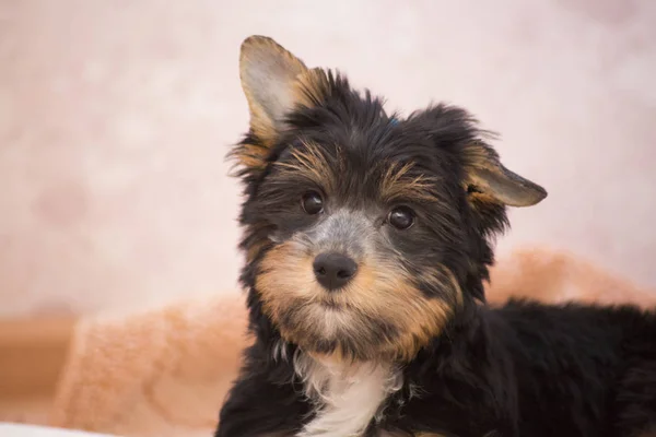    çıkıntılı kulak ile sevimli köpek yavrusu