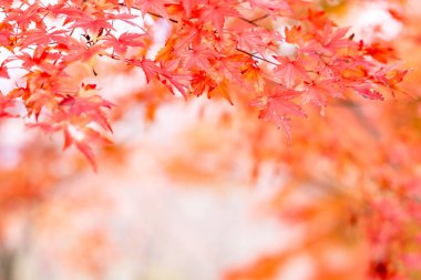 Kawaguchiko, Japonya'nın sonbaharda akçaağaç tünel