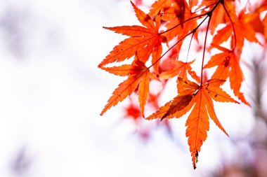 Kawaguchiko, Japonya'nın sonbaharda akçaağaç tünel