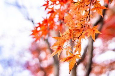 Kawaguchiko, Japonya'nın sonbaharda akçaağaç tünel