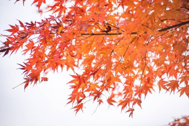 Kawaguchiko, Japonya'nın sonbaharda akçaağaç tünel