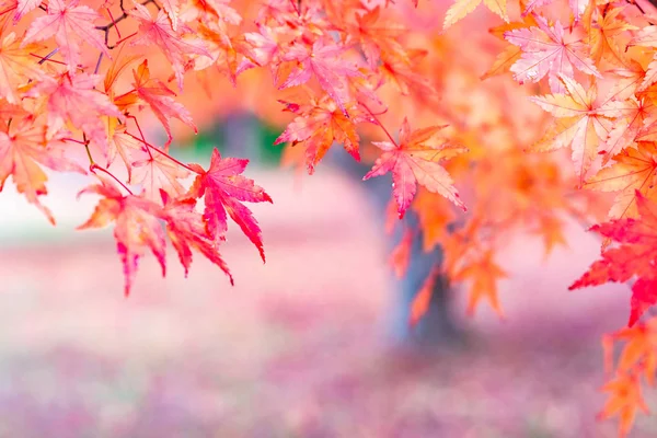 河口湖 日本の秋のもみじのトンネル — ストック写真