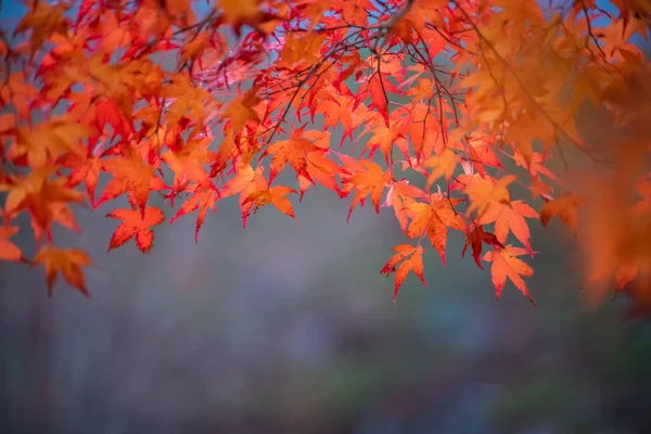 Maple tunnel in autumn of Kawaguchiko, Japan