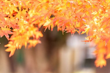 Kawaguchiko, Japonya'nın sonbaharda akçaağaç tünel