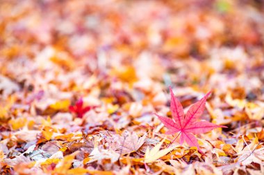 Kawaguchiko, Japonya'nın sonbaharda akçaağaç tünel