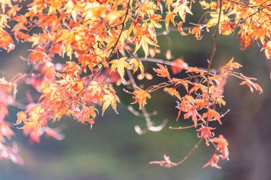 Kawaguchiko, Japonya'nın sonbaharda akçaağaç tünel