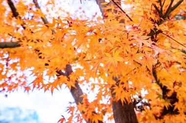 Kawaguchiko, Japonya'nın sonbaharda akçaağaç tünel