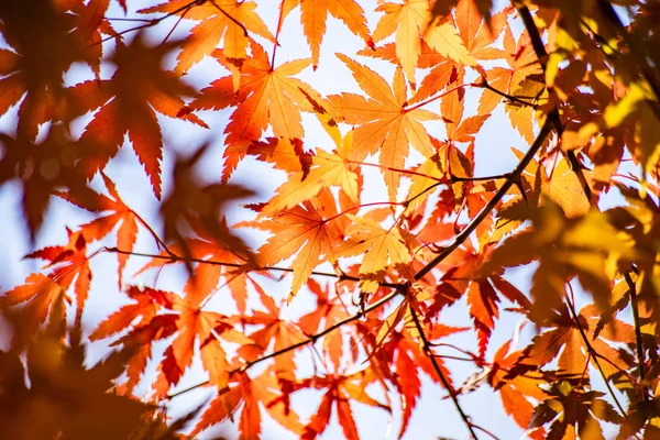 Кленовый Туннель Осенью Кавагутико Япония — стоковое фото