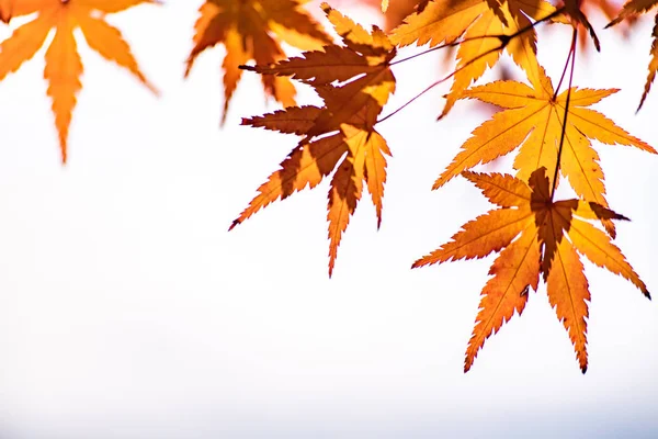 河口湖 日本の秋のもみじのトンネル — ストック写真