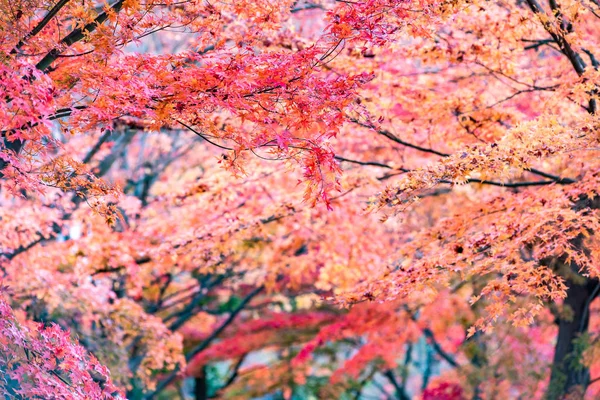 Кленовый Туннель Осенью Кавагутико Япония — стоковое фото